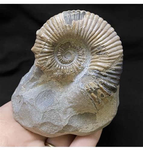 Fossils For Sale | Fossils-UK.com | Early Cretaceous Heteromorphic ...