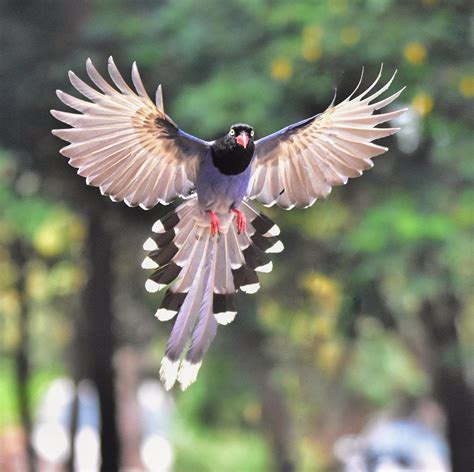 Estudian las plumas de 21 especies de aves para mejorar implantes médicos