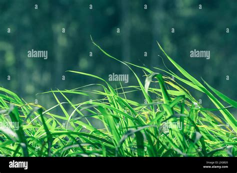 Nature background: Green grass background moving to the side with the wind Stock Photo - Alamy