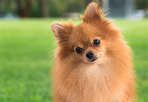 Pomeranian Puppy Kicked to Death by Teenager in Unprovoked Act of Violence - Newsweek