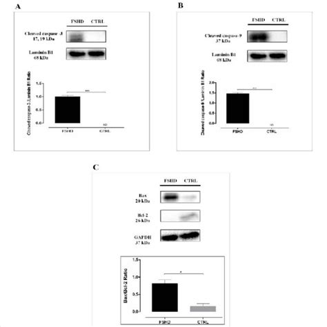 Western blot analysis for cleaved caspase-3 (A), cleaved caspase-9 (B),... | Download Scientific ...