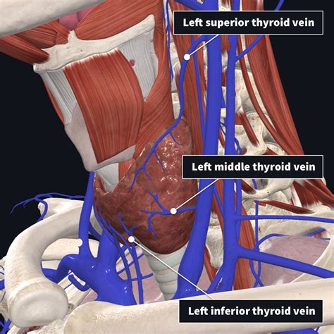 Anatomy of the thyroid | Complete Anatomy