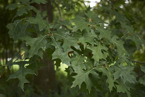 How to Manage and Identify Pin Oak