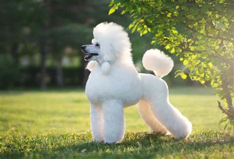 7 Standard Poodle Grooming Styles - PatchPuppy.com