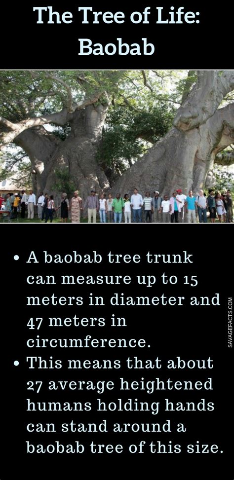 Ten Quirky Facts About Baobab Trees | Baobab tree, Tree of life, Facts