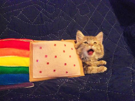 IRL Nyan Cat Costume - Costume Yeti