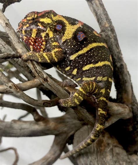 Furcifer minor female on a branch | Chameleon Forums