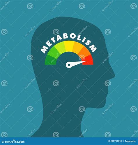 High Metabolism Health Concept Stock Illustration - Illustration of display, human: 298751091