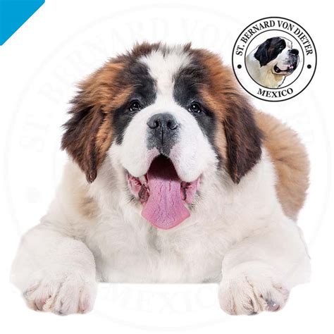 Cachorro macho - reserva - St. Bernard von Dieter