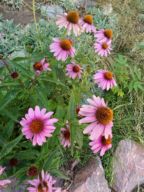 Purple Echinacea Coneflower – Photos Public Domain