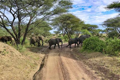 Why Should You Go to Lake Manyara National Park? | Climb Kilimanjaro