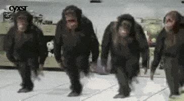 Monkeys GIFs - Find & Share on GIPHY