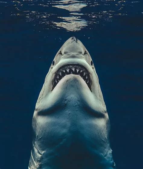 Great white shark recreates Jaws poster in incredible snap by Brit photographer - Mirror Online