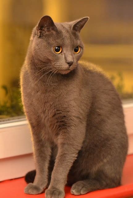 Chartreux Cat Pictures and Information - Cat-Breeds.com