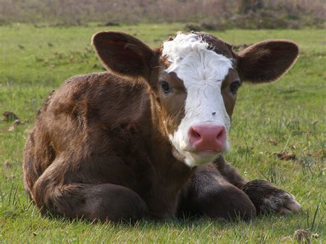 Calving season preparations for Iowa beef producers | Iowa Agribusiness ...