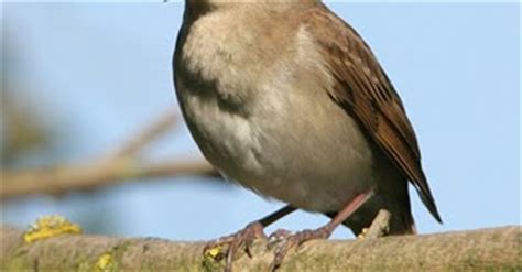 The Nightingale bird | Facts About All