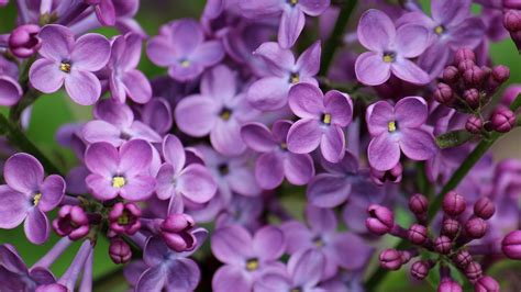 Lilac Flower Pics : Lilac Flower Flowers Flowerinfo | Dozorisozo