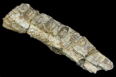 3.9" Permian Amphibian (Eryops) Fossil Jaw Section - Texas (#155177 ...