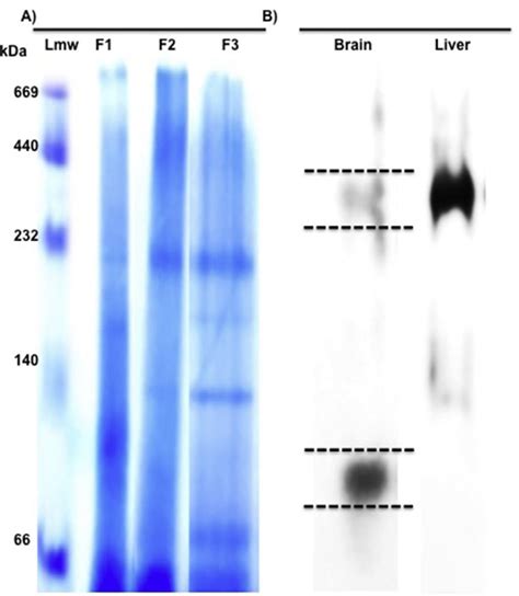 BN-PAGE and Western blot analysis. A) 60 μg of cytosolic (F1 ...