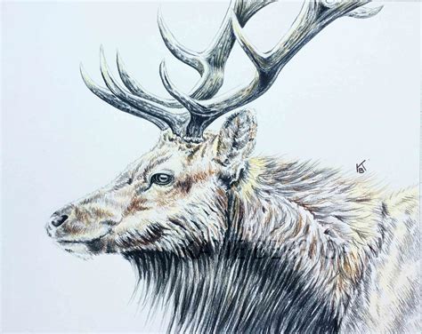 Colored Pencil Drawing of an Elk