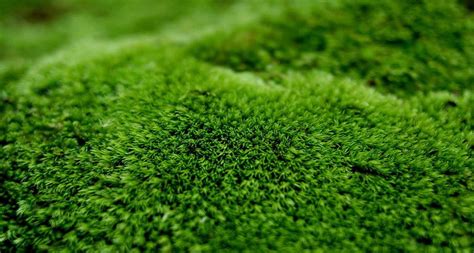 Download A Close Up Of A Green Moss | Wallpapers.com