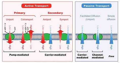 Active vs. Passive Transport: 18 Differences, Examples