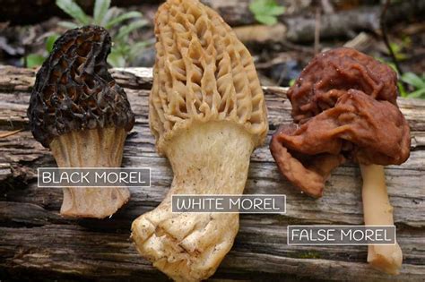 Fungi: False Morels