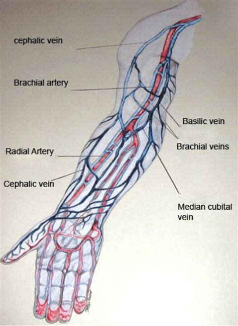 Vein Mapping. | Phlebotomy, Phlebotomy study, Medical knowledge