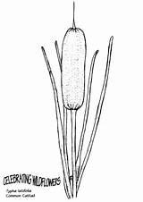 Common Cattail coloring Page  Free Printable Coloring Pages sketch template