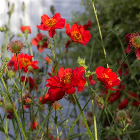 Geum Seed - Geum Avens Mrs. Bradshaw Flower Seeds Perennial Garden, Flower Seeds, Perennials ...