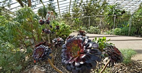 Inside the 'Great Glasshouse' at the National Botanic Garden of Wales at Llanarthne ...