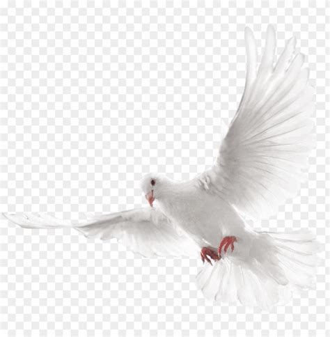 Free download | HD PNG columbidae doves as symbols holy spirit dove PNG ...