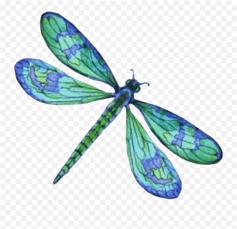 Dragonfly Freetoedit - Dragonfly Clipart Emoji,Dragonfly Emoji - free ...