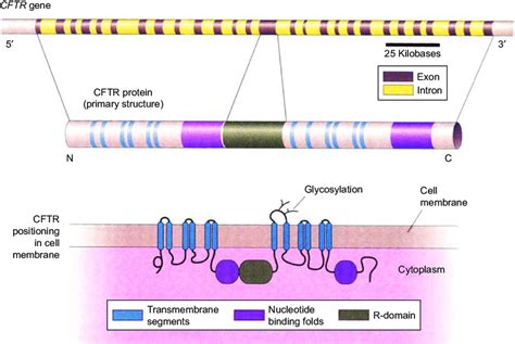 The CFTR Gene: Review | Free Essay Example