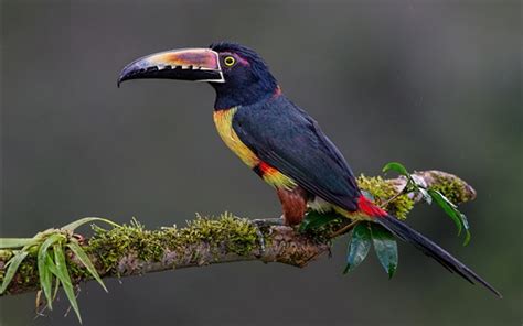 Wallpaper Toucan, colorful feathers, tail, tree branch 1920x1200 HD ...