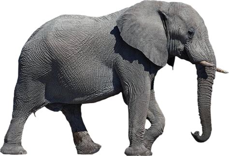 African elephant - Elephant Transparent Background png download - 658*448 - Free Transparent ...