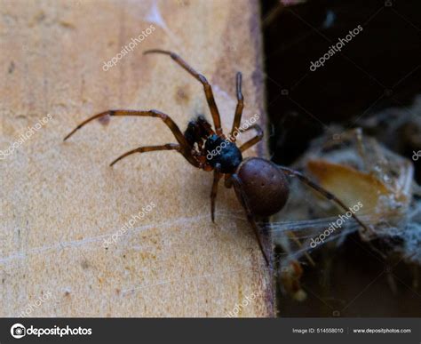 Steatoda Spider