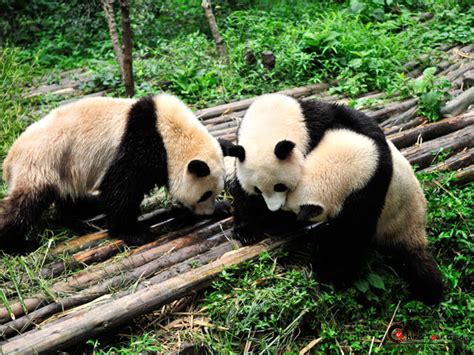 Chongqing Zoo, Zoo Chongqing China, Chongqing Zoo Photos