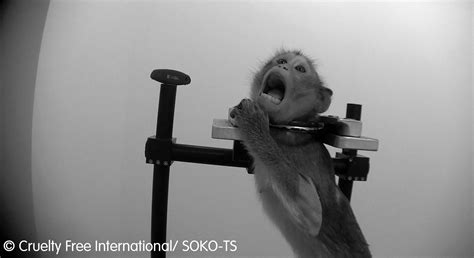 Horror Monkey Experiment Lab To Close After Outcry