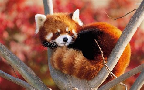 El panda rojo, el gran desconocido | Ciencia y Biología