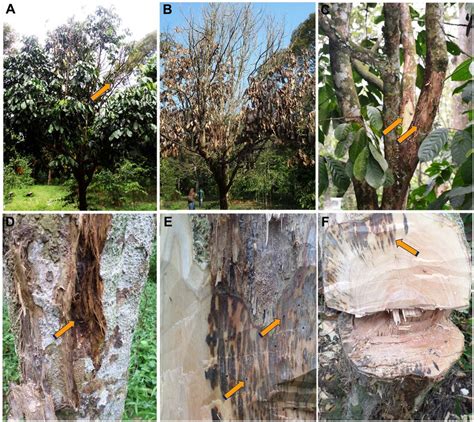 Symptoms of Ceratocystis wilt on duku trees (Lansium domesticum var.... | Download Scientific ...