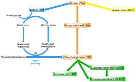 Metabolism of choline and its metabolites. The compounds shown in boxes ...