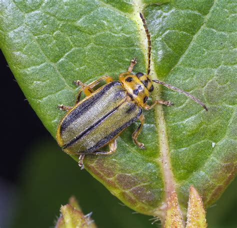 Elm leaf beetle - Wikipedia