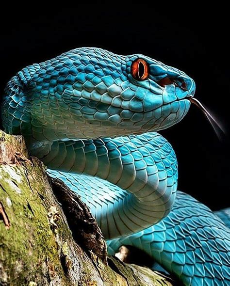 🔥 A close-up of the Blue Pit Viper, a venomous pit viper species endemic to Southeast Asia ...