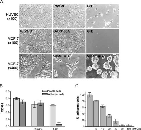 Morphological changes and detachment of adherent cells exposed to ...