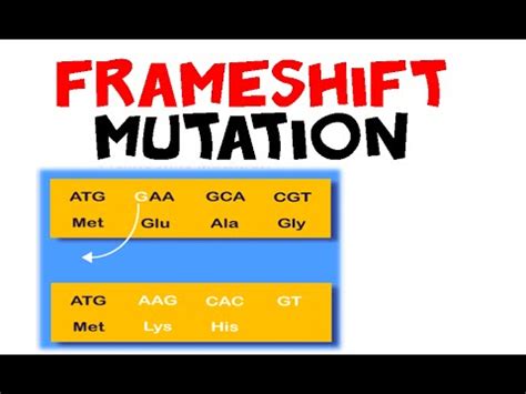 What Is An Example Of Frameshift Mutation | Webframes.org