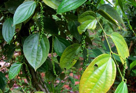 Peppercorn Plant: Care and Growing Guide