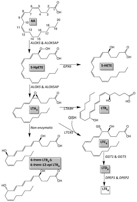 Leukotriene biosynthesis pathway based on Murphy et al. [30]. | Download Scientific Diagram