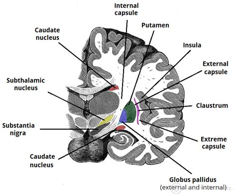 The Basal Ganglia - Direct - Indirect - Nuclei- TeachMeAnatomy