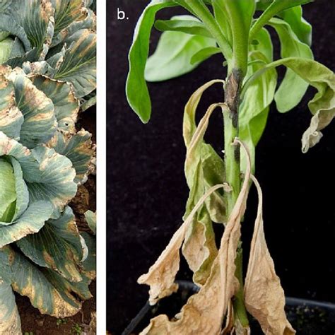 Diseases caused by Xanthomonas campestris on Brassicaceous hosts. a ...